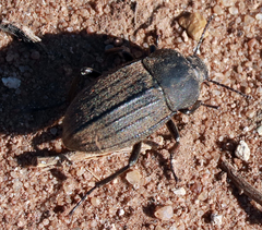 Eleodes tricostata