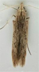 Coleophora quadruplex