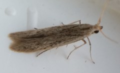 Coleophora quadruplex