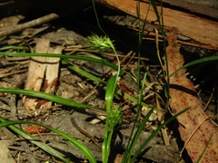 Carex phalaroides