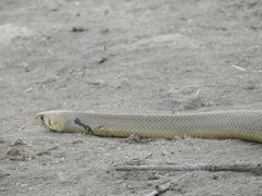 Drymarchon melanurus melanurus