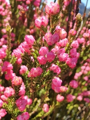 Erica tegulifolia