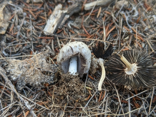 iNaturalist observation photo of Inkcaps