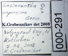 Lasiacantha capucina