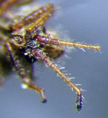 Lasiacantha capucina