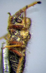 Lasiacantha capucina