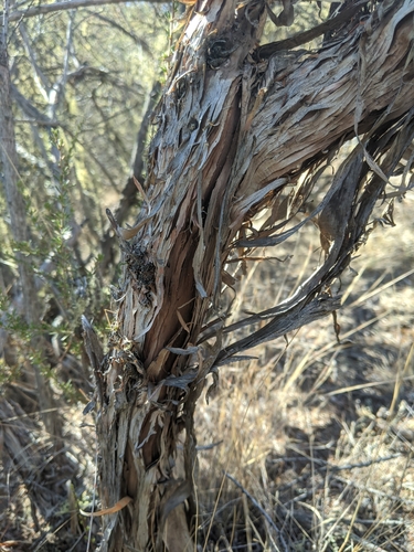 iNaturalist observation photo of chamise