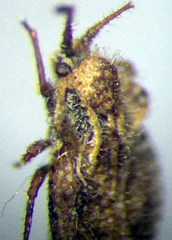 Lasiacantha capucina