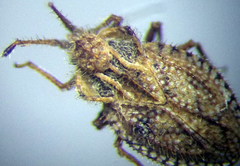 Lasiacantha capucina