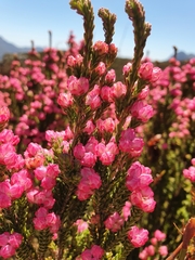Erica tegulifolia