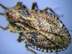 Lasiacantha capucina