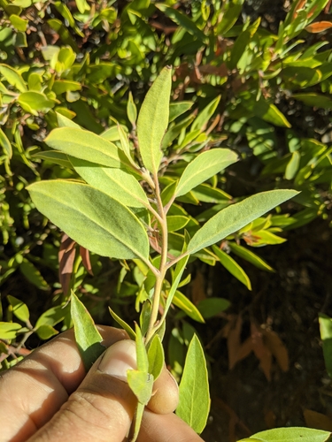 iNaturalist observation photo of Cushing manzanita