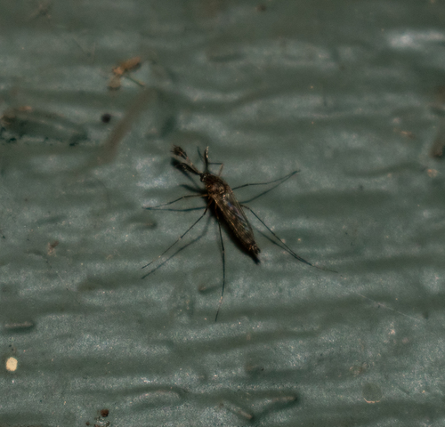 Inland Floodwater Mosquito photo 6
