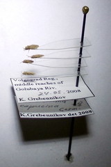 Lasiacantha capucina