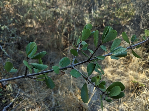 iNaturalist observation photo of Buckbrush