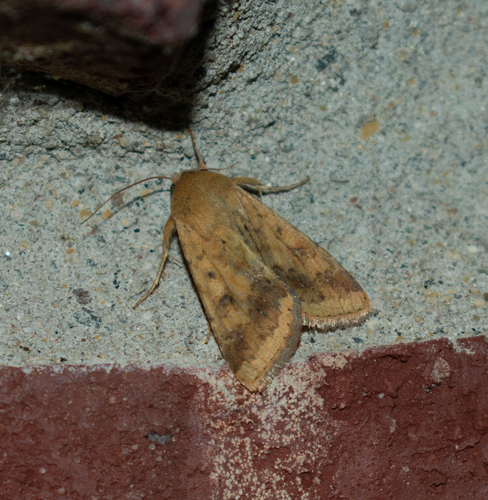Corn earworm