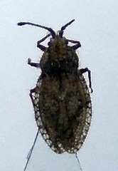 Lasiacantha capucina