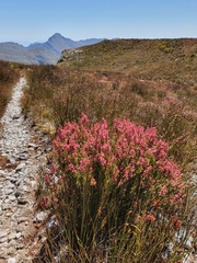 Erica tegulifolia