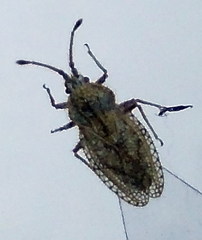 Lasiacantha capucina