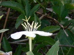 Oenothera centaurifolia