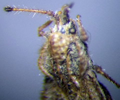 Lasiacantha capucina