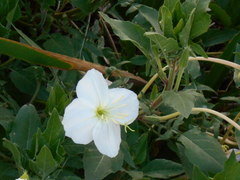 Oenothera centaurifolia