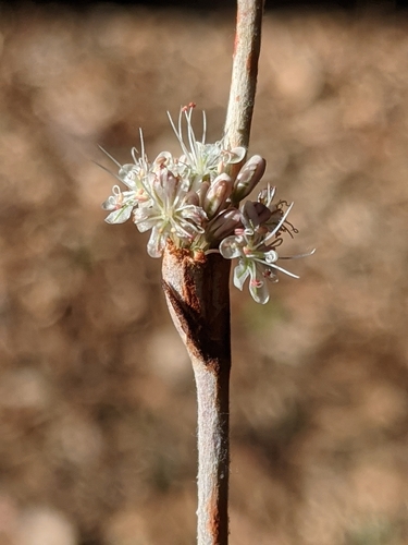 iNaturalist observation photo of wild buckwheats