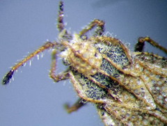 Lasiacantha capucina