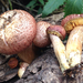 Yellow-gilled Gymnopilus - Photo (c) Damon Tighe, some rights reserved (CC BY-NC), uploaded by Damon Tighe