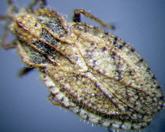 Lasiacantha capucina