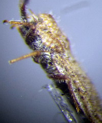 Lasiacantha capucina