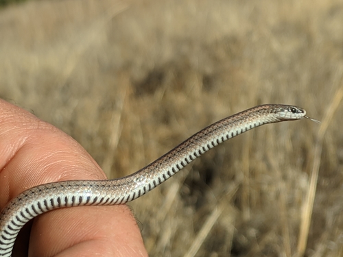 iNaturalist observation photo of Common Sharp-tailed Snake