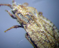 Lasiacantha capucina