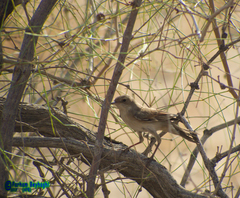 Curruca communis