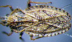 Lasiacantha capucina