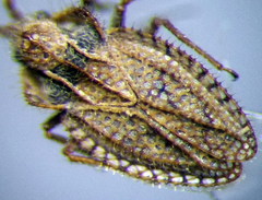 Lasiacantha capucina