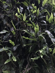 Serpocaulon levigatum