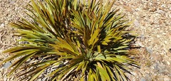 Aciphylla ferox