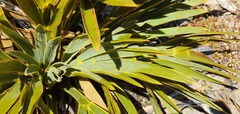 Aciphylla ferox