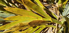 Aciphylla ferox
