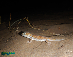 Teratoscincus