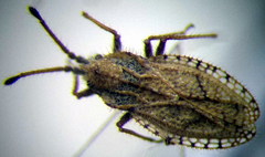 Lasiacantha capucina