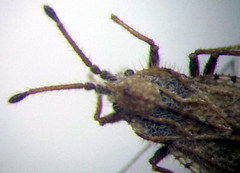 Lasiacantha capucina