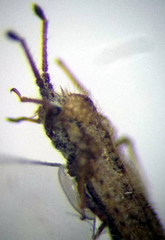 Lasiacantha capucina