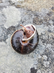 Monadenia infumata callidina