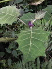 Solanum quitoense
