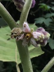 Solanum quitoense