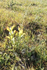 Veratrum viride eschscholtzianum