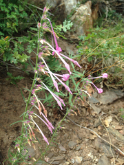 Ipomopsis macrosiphon