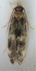 Oegoconia deauratella
